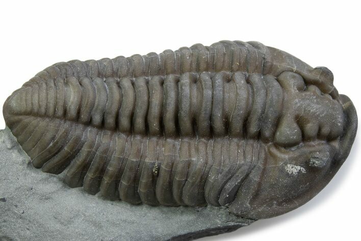 Prone Flexicalymene Trilobite - Mt Orab, Ohio #375235